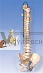 Deluxe Flexible Spine Model with brain stem and opened sacrum